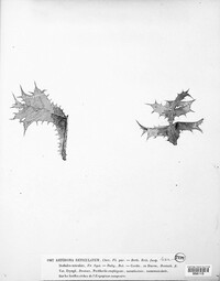 Guignardia reticulata image